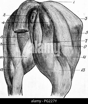 . The surgical anatomy of the horse ... Horses. Plate II.—The Hind Quarter viewed from behind I. Croup. 2. Anus. 3. Angle of haunch. 4. Elevation formed by tuber ischii. 5. Groove between biceps femoris and posterior arm of superficial gluteus. 5. Elevation formed bj'semimembranosus. 7 and 8. Elevations formed by semitendinosus. g. Elevation formed by anterior or great head of biceps femoris. 10. Elevation formed by gracilis. 11 and 13. Elevations formed by two remaining heads of biceps femoris. 12. Gastrocnemius.. Please note that these images are extracted from scanned page images that may h Stock Photo