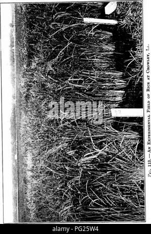 . Southern field crops (exclusive of forage plants). Agriculture. 224. Please note that these images are extracted from scanned page images that may have been digitally enhanced for readability - coloration and appearance of these illustrations may not perfectly resemble the original work.. Duggar, J. F. (John Frederick), 1868-. New York, The Macmillan company Stock Photo
