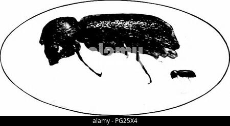 Girdler Insect Guide to identifying and managing insect pests, specifically focusing ...
