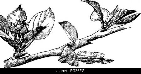 . Beginners' botany. Botany. Fig. 150.— Fruit-euds of Apple ON Spurs : a dormant bud at the top. Fig. 151, —Clus- ter OF Fruit- buds OF SWEET Cherry, with one pointed leaf-bud in cen- ter. Fig. 152. — Two Fruit-buds OF Peach with a leaf- bud between.. Fig. 153.— Opening of Leaf-buds and Flower-buds of Apple. &quot;The burst of spring&quot; means in large part the opening of the buds. Everything was made ready the fall before. The embryo shoots and flowers were tucked away, and the food was stored. The warm rain falls, and the shutters open and the sleepers wake: the frogs peep and the birds co Stock Photo