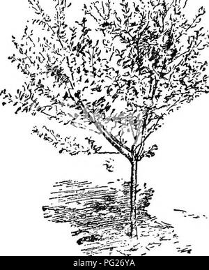 This introductory botany guide covers the basic principles of plant ...