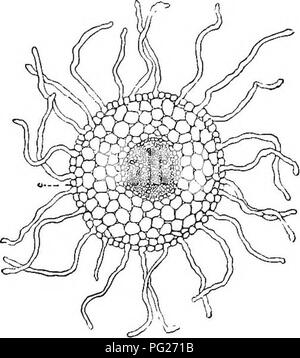 . Beginners' botany. Botany. BEGINNERS' BOTANY. Fig. 45. — Cross ...