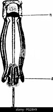 This handbook details the process of flower pollination, based on ...