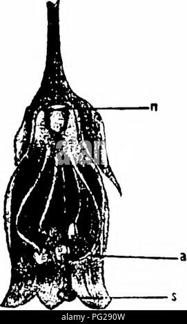 . Handbook of flower pollination : based upon Hermann Mu?ller's work 'The fertilisation of flowers by insects' . Fertilization of plants. SOLANACEAE '55 628. Nicandra Adans. Flowers wiih concealed nectar, secreted by the base of the ovary. 2029. N. physaloides Gaertn. (Sprengel, 'Entd. Geh.,' p. 126; Kerner, 'Nat. Hist. PI.,' Eng. Ed. i, II, p. 217.)—The whitish bell-shaped flowers of this species possess a bright-blue corolla-limb. Kerner says they open about 11-12 in the morning, closing again about 3-4 p. m. The filaments bend into a semicircular curve, bringing the anthers into contact wit Stock Photo