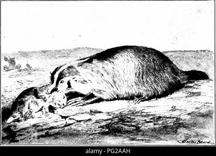 . The American natural history; a foundation of useful knowledge of the higher animals of North America. Natural history. 32 OKDERS OF MAMMALS—FLESH EATERS enemies, is contained in two glands situated near the Isase of tlie tail, and can be thrcjwn seA'cral feet. Its odor is so offensive and so stifiinf; that neitfier man nor beast can long endure it. The Skunk is a bold marauder, and destruc- tive to poultry, but ne^•ertheless of yjlue as a destroyer of white grubs and other noxious in- sects. Owing to the disappearance of the otter, bea'er, mink and marten, the fur of the Skuidc has become  Stock Photo