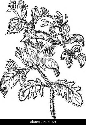 Arboretum et fruticetum britannicum, or London, J.C. Loudon, 1844 ...