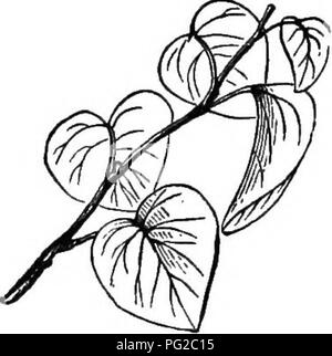 . The bee-keeper's guide : or Manual of the apiary . Bee culture; Bees. Fig. 147.. Willow. Judas Tre: their flaming tints in autumn are indescribable. The foreign maples, sycamore, Acer pseudo-platanus, and Norway, Acer platanoides, are also very beautiful. Whether superior to ours as honey plants, I am unable to say. The willows, too (Fig. 146), rival the maples in the early period of bloom. Some are very early, blossoming in March, while others, like the white willow, Salix alba (Fig. 146), bloom in May. The flowers on one tree or bush of the willow are all pistillate, that is, have pistils  Stock Photo