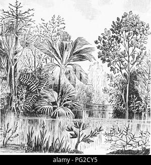 . The geological history of plants. Paleobotany; 1888. LATER CRETACEOUS AND KAINOZOIO. 195 and leaves of oarices and grasses, so that these plants, now so important to the nourishment of man and his com- panion animals, were already represented.. Fie. 70.—Vegetation of Later Cretaceous. Exogens and palms. (After Saporta.) But the great feature of the time was its dicotyle- donous forests, and I hare only to enumerate the genera supposed to be represented in order to show the richness of the time in plants of this type. It may be necessary to explain here that the generic names used are mostly  Stock Photo