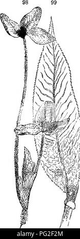 This textbook provides a comprehensive guide to botany, covering plant ...