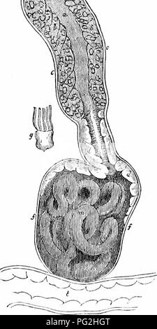 This work, which delves into the anatomy and physiology of various ...