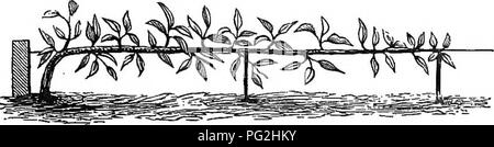 . The miniature fruit garden and modern orchard : or, The culture of pyramidal and bush fruit trees : with instructions for root-pruning, etc. Fruit-culture. APPLES AND PEAKS AS LATEEAL COEDONS 87 originally planted being removed to another plantation. They may be safely moved at two or even three years after planting, the removal being performed as early in October as practicable. APPLES AND PEARS AS SINGLE AND DOUBLE LATERAL GORDONS A TEEE grafted on the Paradise or Doucin stock, with a single shoot, is planted in a sloping position, and the shoot trained along a wire, about ten or twelve in Stock Photo