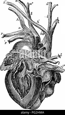 This 1866 work focuses on the comparative anatomy of vertebrates ...
