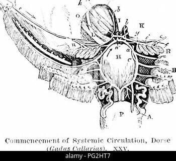 This work focuses on the comparative anatomy of vertebrates, with an ...