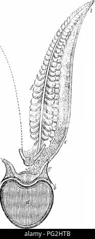 This 1866 work on vertebrate anatomy explores the comparative structure ...