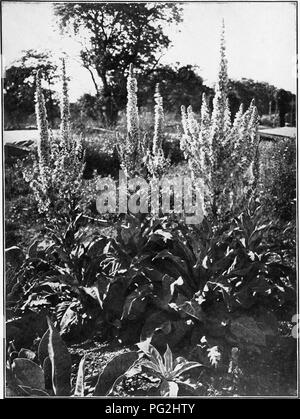 . The garden month by month; describing the appearance, color, dates of bloom, height and cultivation of all desirable hardy herbaceous perennials for the formal or wild garden, with additional lists of aquatics, vines, ferns, etc.. Gardening; Flowers. OLYMPIAN MULLEIN. Ferlmscnm Olympicum. 315. Please note that these images are extracted from scanned page images that may have been digitally enhanced for readability - coloration and appearance of these illustrations may not perfectly resemble the original work.. Sedgwick, Mabel Cabot; Cameron, Robert. Garden City, N. Y. , Garden City publishin Stock Photo