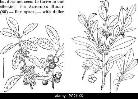 . Ornamental shrubs of the United States (hardy, cultivated). Shrubs. THE HOLLIES 87 foliage and fruit. Of the two species with evergreen spiny-edged leaves, the European Holly (64) — Ilex Aquifbliuin, — has brighter red berries but does not seem to thrive in our climate; the American Holly (65) — Ilex optica, — with duller. Fig. 70. — Casaena. Fig. 71. —Inkberry. berries, is wild throughout and frequent in cultivation. The fruit of both remain on the plants through the winter and have extensive use in indoor. Please note that these images are extracted from scanned page images that may have b Stock Photo