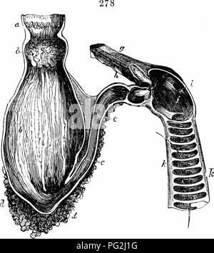 . Comparative anatomy. Anatomy, Comparative. THE DIGESTIVE SYSTEM 205