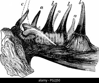 This 1866 work focuses on the comparative anatomy of vertebrates ...