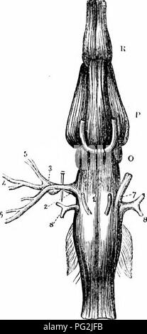 This 1866 work on vertebrate anatomy explores the comparative structure ...