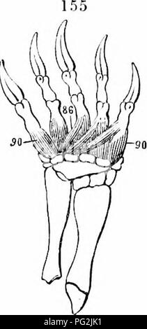 This 1866 work provides detailed anatomical descriptions of vertebrates ...