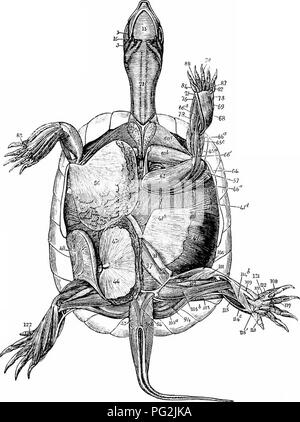 This 1866 work focuses on the comparative anatomy of vertebrates ...