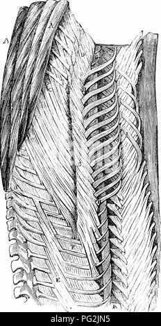 This work from 1866 discusses the anatomy of vertebrates, focusing on ...