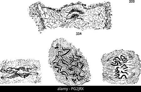 . Morphology of gymnosperms. Gymnosperms; Plant morphology. â  â ';/â *, 332. 336 337 Figs. 332-337.âFertilization in Pinus: fig. 332, P. silvestris, the sperm nucleus entering the egg nucleus, June 19; X13S; after Blackman (46); fig. 333, P. Lorioo, the chromatin of the sperm and egg nuclei in the spirem stage within the limits of the egg nucleus; XSoÂ°i after Chambeexain (51); figs. 334-337, P. 5Zro6ai; fig. 334, a somewhat later stage than that shown in fig. 333; fig. 335, the spirems of the egg and sperm nuclei after segmentation; fig. 336, the two spirems after segmentation; the two halve Stock Photo