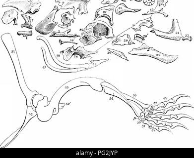 This 1866 work focuses on the comparative anatomy of vertebrates ...