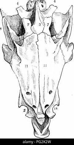 This 1866 work on vertebrate anatomy explores the comparative structure ...