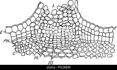 lenticel diagram