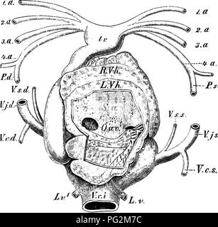 . Elements of Comparative Anatomy. Fig. 310. Hyoid apparatus, with the ...