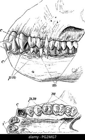 This work explores the anatomy of vertebrates, with a particular focus ...