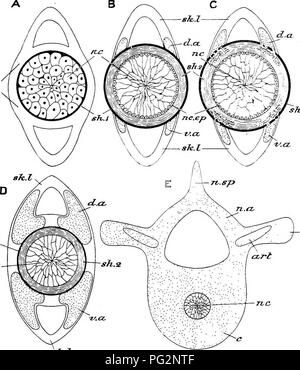 . Elements of the comparative anatomy of vertebrates. Anatomy, Comparative. VEBTEBRAL COLU^IX 35 sJc.h sTi.i sh.i. tr-.p Fig. 22.- A.- sJc-.l -Diagrams illdsteatixg the Development of the Notochokdal Sheaths and Vertebral Column. B. C. -Early stage, showing notoehordal cells (hc) and primary sheath (nh^), as well as the mesoblastio skeletogenoiis layer {sk.l). -Later stage, in which the central notoehordal cells (nr) have become vacuolated and the peripheral cells have given ri.se to the &quot; notoehordal epithe- limn&quot; (rec. ep.) from which the fibrillar secondary sheath (sW) is derived  Stock Photo