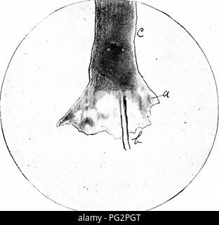 . Animal parasites and parasitic diseases . Domestic animals; Veterinary medicine. Fig. 49—Oesophagostoma Inflatum. (Cephalic extremity) Photomicrograph, 1x1^. a, Mouth with papillae c, Lateral membranous wings b, Globe shaped inflation. d, Anterior part of body.. Fig. 50 —Oesophagostoma Inflatum Caudal e.-ctreralty of male. Photomicrograph, 1 x %. a, Caudal pouch. b, Spiculae. c- Posterior part of body,. Please note that these images are extracted from scanned page images that may have been digitally enhanced for readability - coloration and appearance of these illustrations may not perfectly Stock Photo