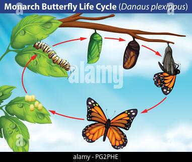 Monarch butterfly life cycle illustration Stock Vector