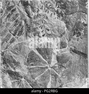 Fossil fern leaves Coal measures Upper carboniferous Witherington ...