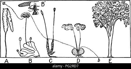 This diagram from *Plant Genetics* illustrates the principles of ...