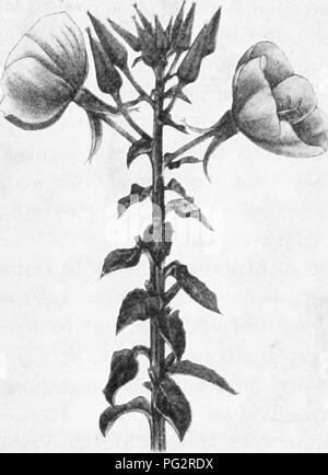 . Heredity and evolution in plants. Heredity; Plants. LIFE HISTOKY OF A ...