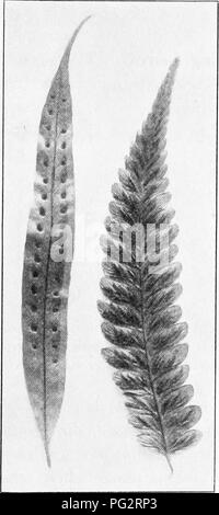 . Heredity and evolution in plants. Heredity; Plants. LIFE HISTORY OP A FEEN coiled up from the tip. As the leaves grow they unroll, and in some ferns, at certain stages, they often closely re- semble the neck of a violin (Fig. 6). The leaf-blade. Fig. 8.—Sporophylls of two ferns. At the left, a species of Polypodium {Phymatodes), having no indusium; at the right, Diplazium zdamcum. possesses veins of iibro-vascular bundles that pass down the leaf-stalk and through the stem to the roots. Because of the possession of these vascular bundles, ferns (and all other plants of which this is true) are Stock Photo