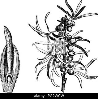 . The natural history of plants. Botany. Fia. 289. Male flowering branch.. Fia. 291. Pia. 292. Female flower Longitudinal section (magnified). of female flower. Fl&amp;. 293. Fruiting tranch (J).. Please note that these images are extracted from scanned page images that may have been digitally enhanced for readability - coloration and appearance of these illustrations may not perfectly resemble the original work.. Baillon, Henri Ernest, 1827-1895; Hartog, Marcus Manuel, 1851-. London, L. Reeve &amp; Co. Stock Photo