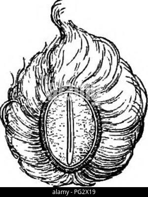 . The natural history of plants. Botany. Fig. 140. Seed {). Fig. 141. Long. sect, of seed. Fig. 142. Bilateral long. sect, of seed. see a variable number of staminodes. All the stamens are disposed according to a synimetrical plan, which is the same as that of the corolla, the staminodes and smallest stamens being found on the side of the spurred petal. The anthers are bilocular, introrse, dehiscing by two longitudinal clefts. The gynseceum is free, formed of an ovary with three cells, surmounted by a style, whose entire summit is dilated into a small head or into a stigmatiferous cupule cut  Stock Photo