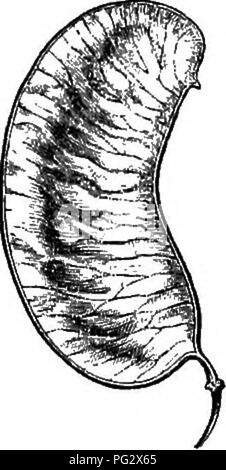 . The natural history of plants. Botany. 120 NATURAL EI8T0BY OF PLANTS. equal, with short filaments bearing anthers that dehisce by two short clefts near the apex. The pod is flattened and bivalve; and the seeds, which are often obliqae, are compressed parallel with the valves. Cassia (Senna) amtifoUa. Cassia (Seniia) angustifoLia, Cassia (Slerma) ovalifulia.. Pia. 98. Leaflet. Fia. 100. Fruit. ( Fia. 101. Leaflet.. Please note that these images are extracted from scanned page images that may have been digitally enhanced for readability - coloration and appearance of these illustrations may n Stock Photo