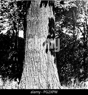 . Our native trees and how to identify them; a popular study of their habits and their peculiarities. Trees. CHESTNUT. 1^. Please note that these images are extracted from scanned page images that may have been digitally enhanced for readability - coloration and appearance of these illustrations may not perfectly resemble the original work.. Keeler, Harriet L. (Harriet Louise), 1846-1921. New York, C. Scribner's Sons Stock Photo