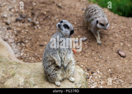 London Zoo, UK 23 Aug 2018 - Meerkats being weighed during the annual weigh-in. With more than 19,000 animals in their care, ZSL London ZooÕs keepers spend hours throughout the year recording the heights and weights of all the animals, information which helps them to monitor their health and well-being.  Credit: Dinendra Haria/Alamy Live News Stock Photo