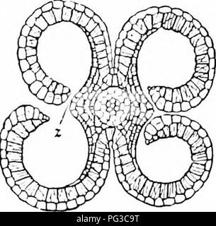 . Plant studies; an elementary botany. Botany. 303 PLANT STUDIES. Fig. 323. Cros.s - section of anther of a lily {Biitonms), showing the separating walls Tlie opening of the pollen-s;ic to discharge its jiollen- grains (microspores) is called (IcJiiscenre, ^Nn&lt;il means &quot;a sjjlitting open,&quot; and the methods of dehiscence are various (l^'ig. 3,32). By far the most common method is for the wall of each sac to split lengthwise (Fig. 323), which is called longitudinal dehiscence; an- other is for each sac to ojjen by a terminal jjore (Fig. 322), in which case it may be prolonged above Stock Photo