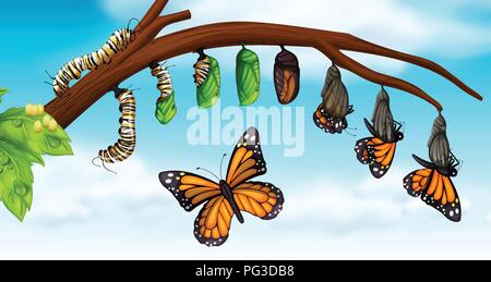 A butterfly life cycle illustration Stock Vector