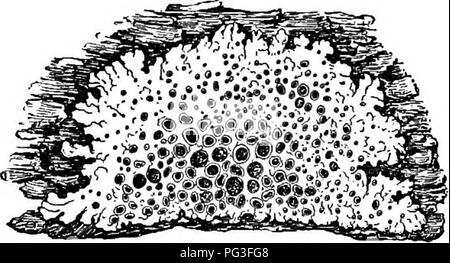 . A textbook of botany for colleges and universities ... Botany. 8oo ECOLOGY clearly demonstrated that some root fungi are prochemotropic with respect to certain substances that are within or about roots. Probably fungus contact with roots originally was casual, and the first mycosymbiosis doubtless was faculta- tive ; later, it may be supposed, came obligate mycosymbiosis, reaching its culmination in the orchids and ericads, and especially in those species that re- quire fungus contact for germination, and in such forms as NeoUia and Mono- tropa, which contain no chlorophyll and thus depend e Stock Photo