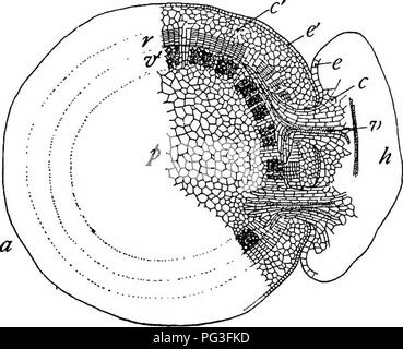 This botany textbook discusses various plant reproductive processes ...