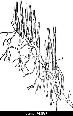 This textbook covers botany, including the structure, physiology, and ...
