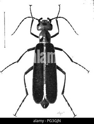 . An illustrated descriptive catalogue of the coleoptera or beetles (exclusive of the Rhynchophora) known to occur in Indiana : with bibliography and descriptions of new species . Beetles. 1360 FAMILY LXIV.—MET-OID.T,. of the antenna-. The first joint is usually shorter, rarely equal to, and never hm-iei than the third, and the second joint is never greater in length than half the third. Epicaufa vittata and E. mnraituifa (Fig. 591). are both kno's-n as &quot;old-fashioned potato bugs,'' and frequently appear in swarins in late summer and sweep through a garden or field before the farmer real
